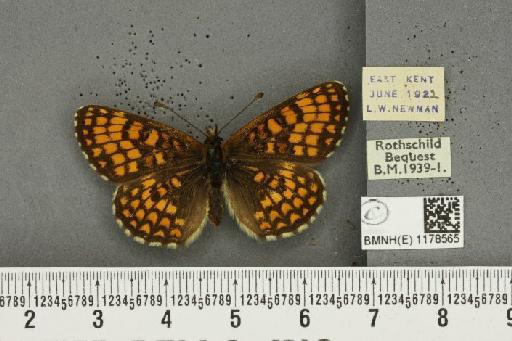 Melitaea athalia (Rottemburg, 1775) - BMNHE_1178565_56312