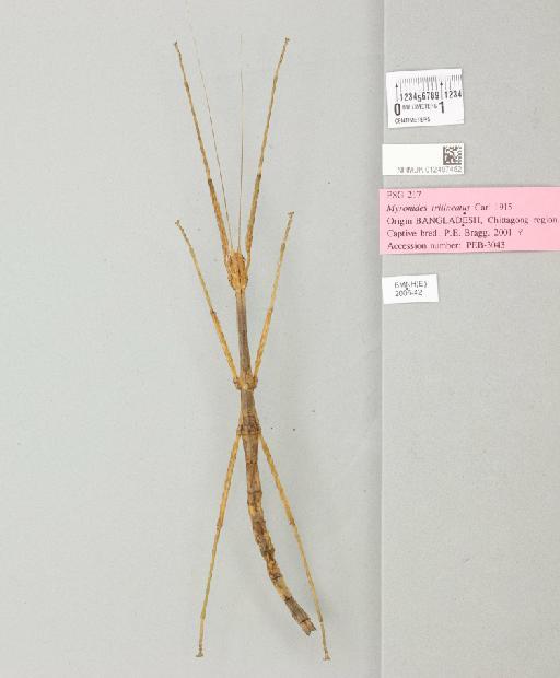Lopaphus perakensis (Redtenbacher, 1908) - 012497452_72512_94540