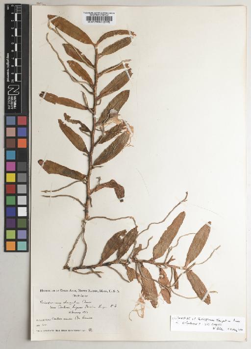 Thrixspermum elongatum Ames - BM000529045