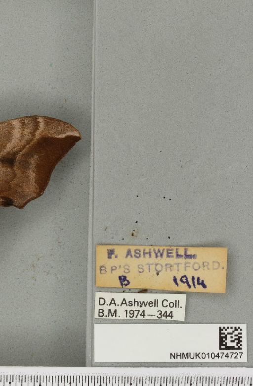Smerinthus ocellata ocellata (Linnaeus, 1758) - NHMUK_010474727_label_525023