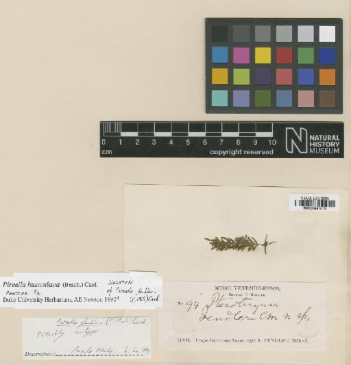 Pireella husnotiana (Besch.) Cardot - BM000961010_a