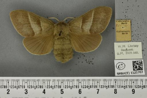 Macrothylacia rubi (Linnaeus, 1758) - BMNHE_1525702_196311