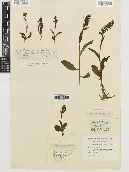 Coeloglossum viride (L.) Hartm. - BM001002488