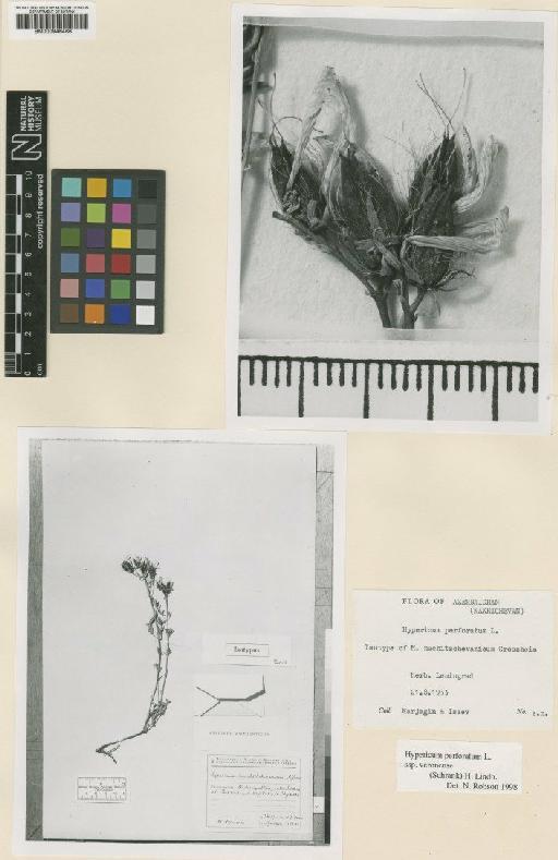 Hypericum perforatum L. - BM000946466