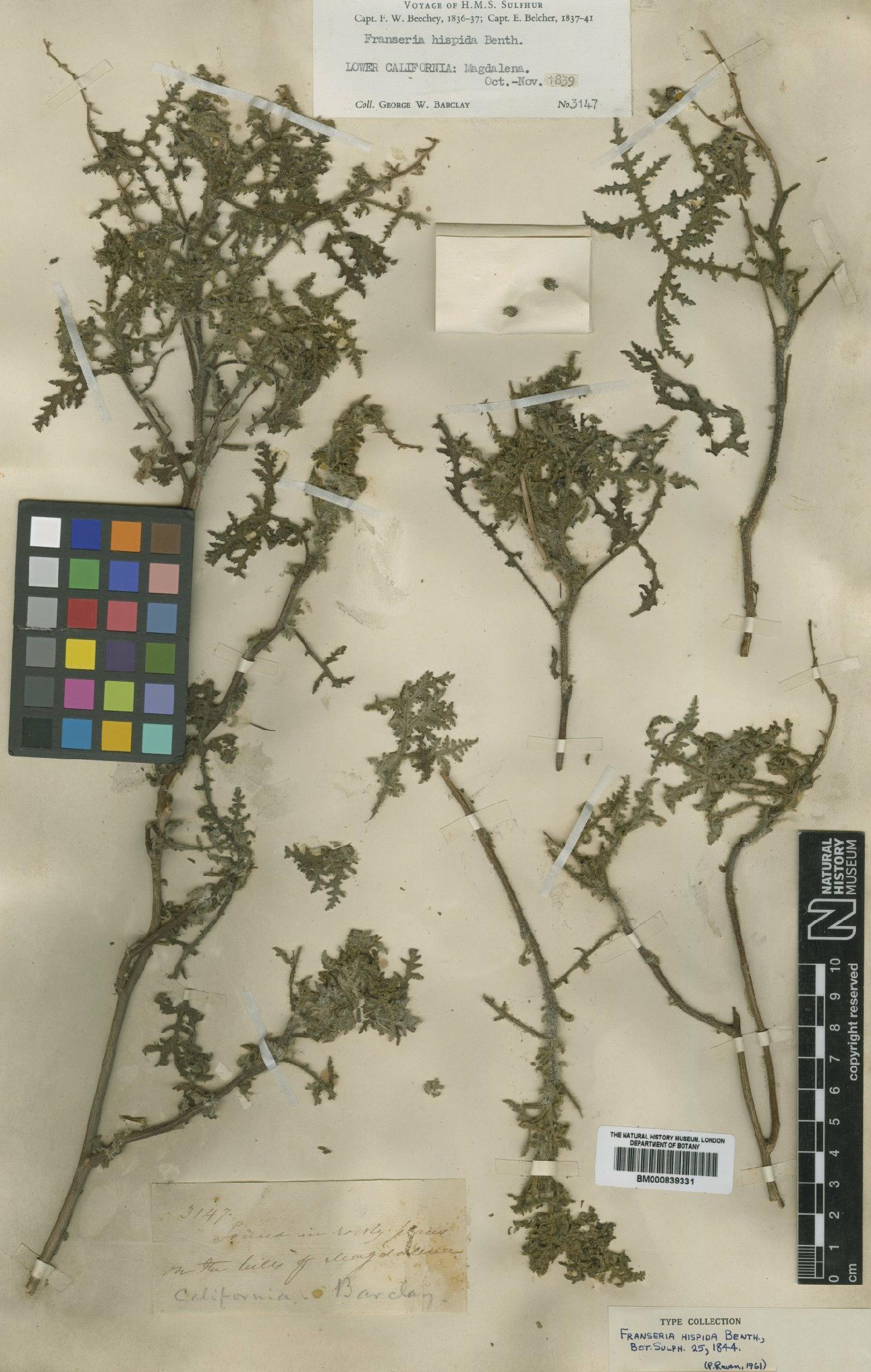 To NHMUK collection (Ambrosia camphorata (Greene) Payne; Type; NHMUK:ecatalogue:4993143)