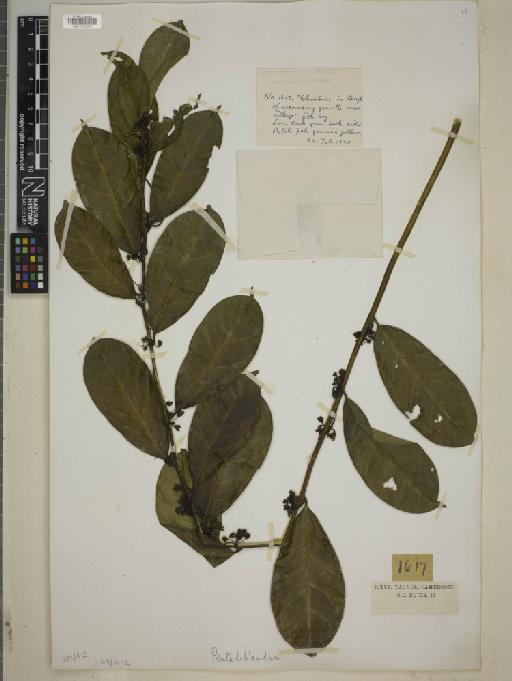 Pentadiplandra Baill. - BM010750570
