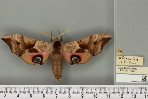 Smerinthus ocellata ocellata (Linnaeus, 1758) - NHMUK_010474769_525069