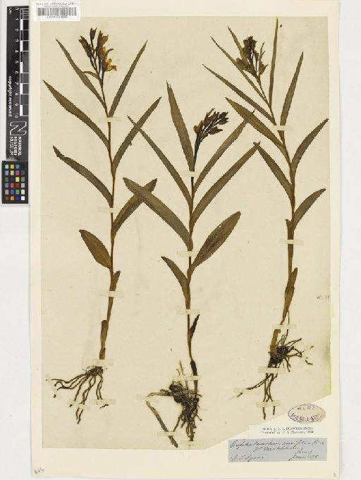 Cephalanthera longifolia (L.) Fritsch - BM000954862