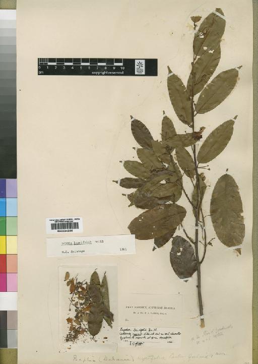 Baphia laurifolia Baill - BM000842396