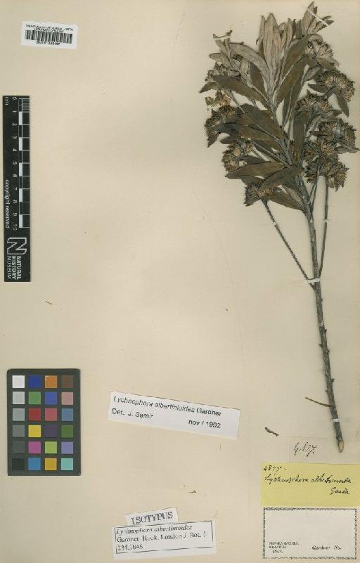 Lychnophora albertinioides Gardner - BM001009195