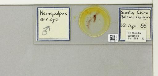 Nemopalpus arroyoi (de Leon, 1950) - 015412371_811327_1328659_157869_NoStatus