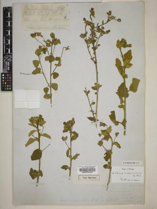 Hibiscus crassinervius A.Rich. - 000645502