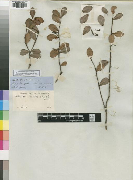 Ceratostema Juss. - Spruce - BM000778728