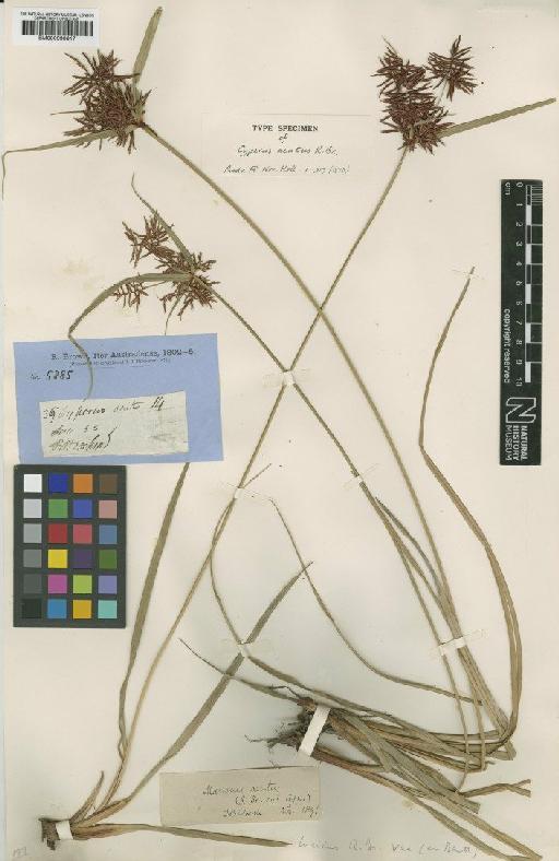 Mariscus lucidus var. acutus (R.Br.) C.B.Clarke - BM000990817