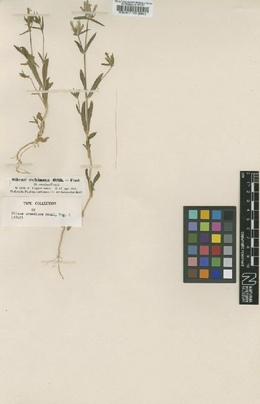 Silene crassipes Fenzl - BM000577742