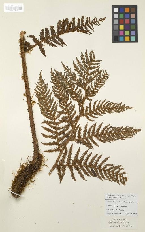 Cyathea atrox C.Chr. - BM001048009