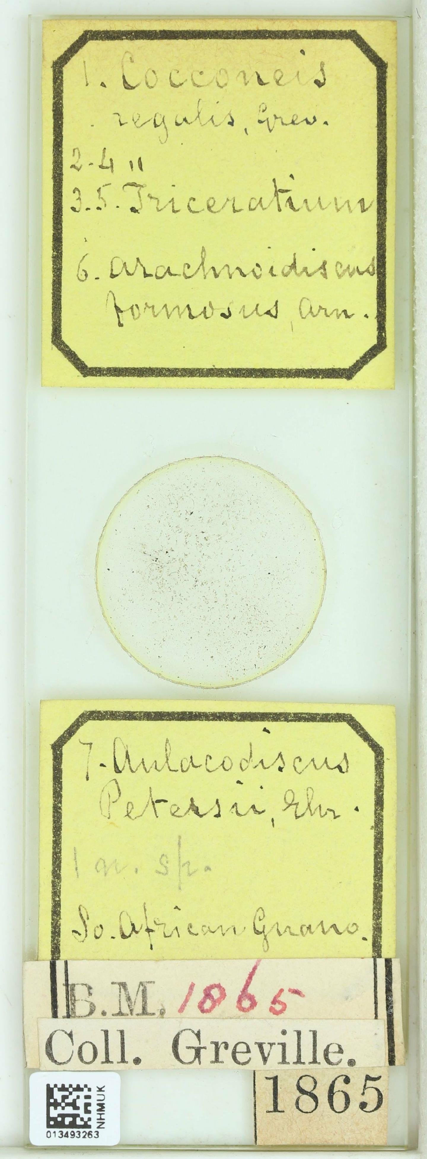 To NHMUK collection (Arachnoidiscus formosus Arn.; Syntype; NHMUK:ecatalogue:4735086)