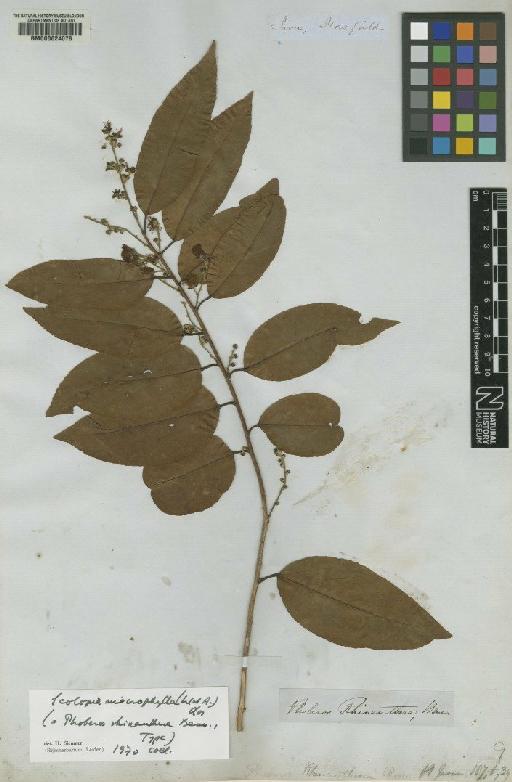 Scolopia macrophylla (Wight & Arn.) Clos - BM000624078