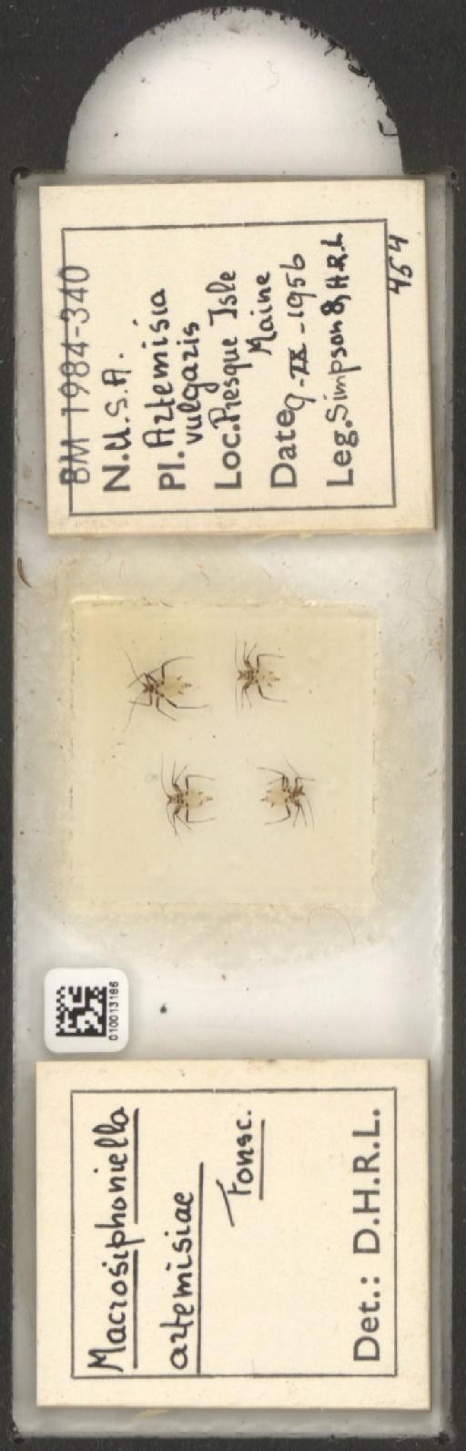 Macrosiphoniella artemisiae Fonscolombe, 1841 - 010013186_112659_1094715