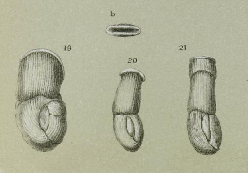 Articulina lineata Brady 1884 - ZF1098_12_19-21_Articularia_lineata.jpg