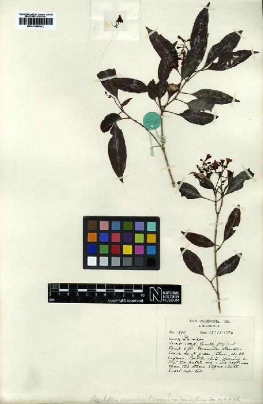 Psychotria suaveolens S.Moore - BM000895902
