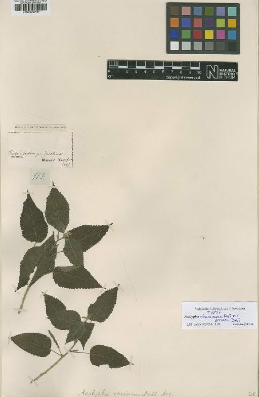 Acalypha arciana (Baill.) Müll.Arg. - BM000939658