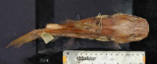Chrysichthys macropterus Boulenger, 1920 - 1919.9.10.252; Chrysichthys macropterus; dorsal view; ACSI Project image