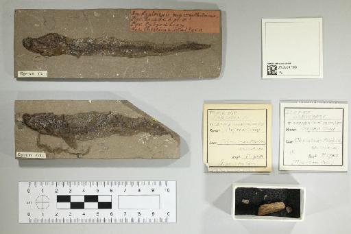 Leptolepis macropthalmus Egerton, 1853 - 010034765_L010097760