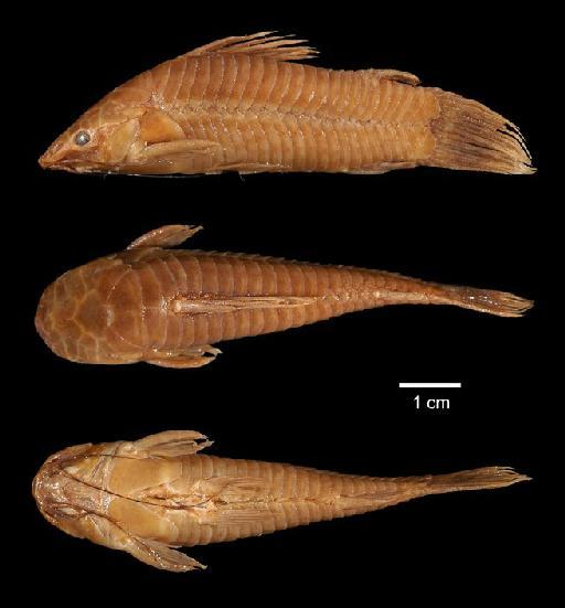 Callichthys pectoralis Boulenger, 1895 - 1895.5.17.57-61b; Callichthys pectoralis; type; ACSI Project image