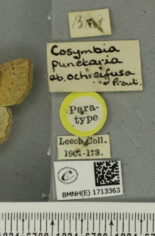 Cyclophora punctaria ab. ochreifusa Prout, 1913 - BMNHE_1713363_label_276099