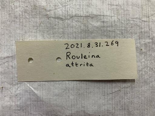 Rouleina attrita (Vaillant, 1888) - BMNH 2021.8.31.269, Rouleina attrita, label