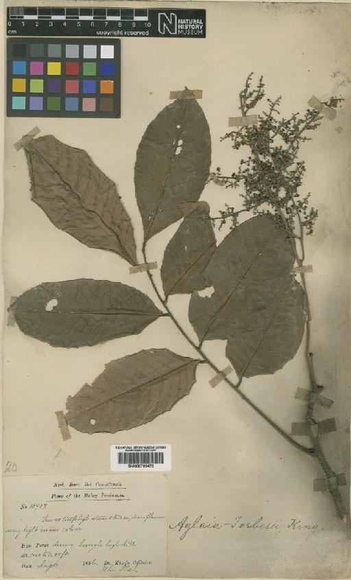 Aglaia forbesii King - BM000799472