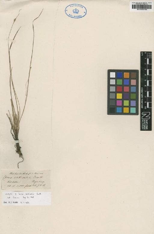 Carex radicalis Boott - BM000959162