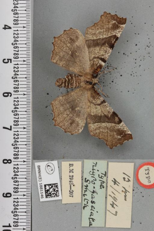 Selenia dentaria ab. nigrofasciata Smith, 1948 - BMNHE_1881146_a_446319