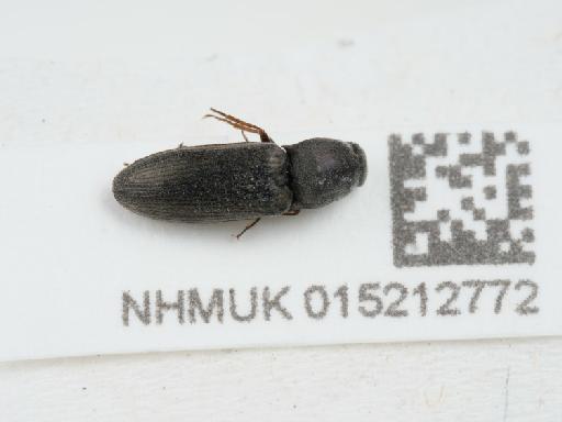 Aplotarsus incanus (Gyllenhal, 1827) - 015212772_2