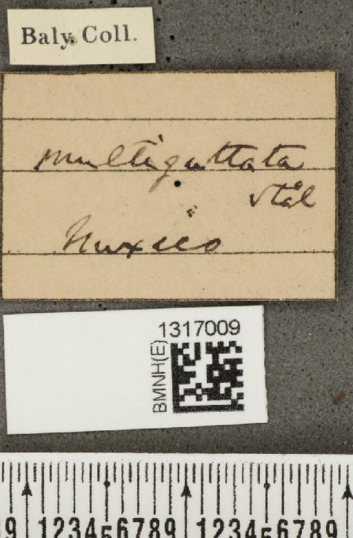 Calligrapha (Polyspila) multiguttata Stål, 1859 - BMNHE_1317009_label_15928