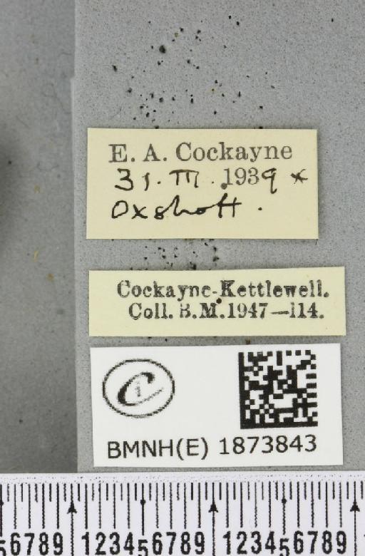 Bupalus piniaria (Linnaeus, 1758) - BMNHE_1873843_label_489726