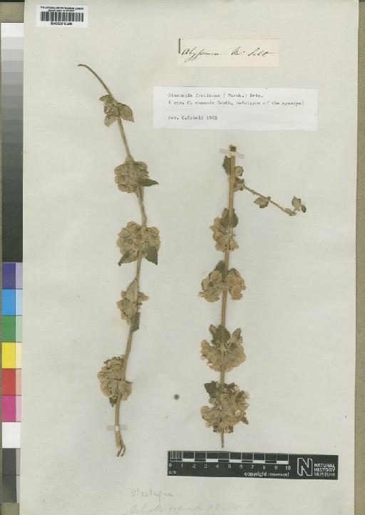 Otostegia fruticosa (Forssk.) Briq. - BM000910286
