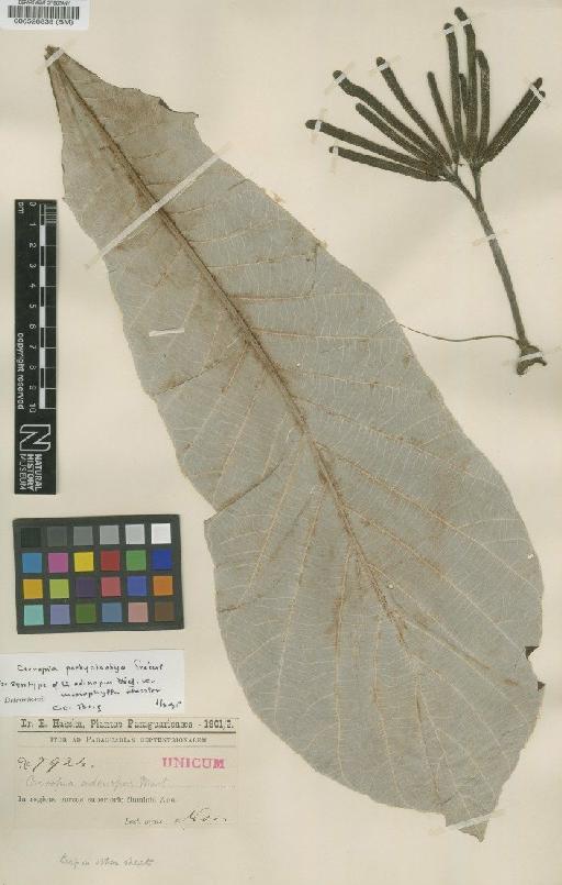 Cecropia adenopus var. macrophylla Hassl. - BM000526839