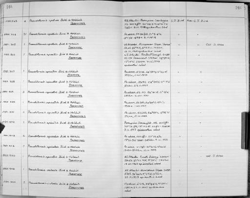 Pseudotanais spatula Bird & Holdich, 1989 - Zoology Accessions Register: Crustacea: 1984 - 1991: page 284