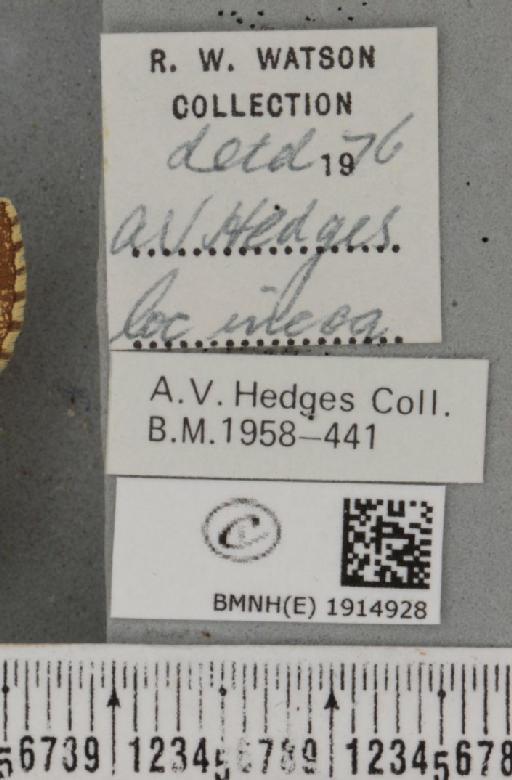 Ematurga atomaria (Linnaeus, 1758) - BMNHE_1914928_label_487241