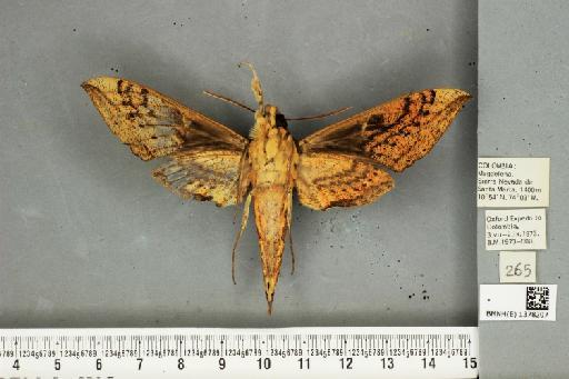 Xylophanes camilae Correa-Carmona & Giusti, 2021 - BMNH(E)_1378207_X_camilae_male_PT_ventral_&_labels.JPG