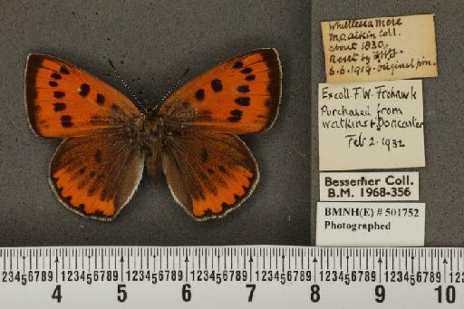 Lycaena (Rapsidia) dispar (Haworth, 1802) - BMNHE_501752_91672