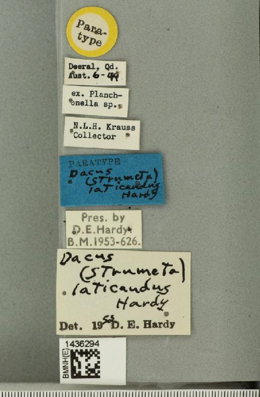 Bactrocera (Bactrocera) laticauda (Hardy, 1950) - BMNHE_1436294_label_32478