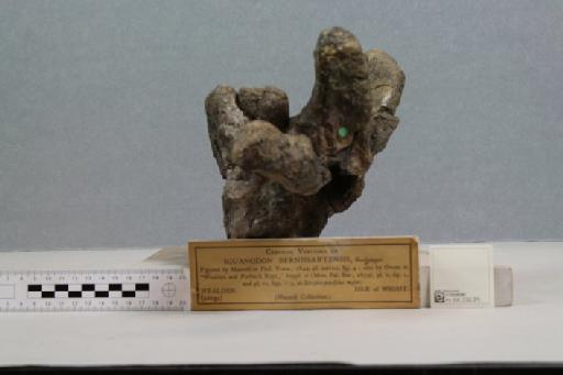 Iguanodon bernissartensis Boulenger, 1881 - 010038066_L010220971