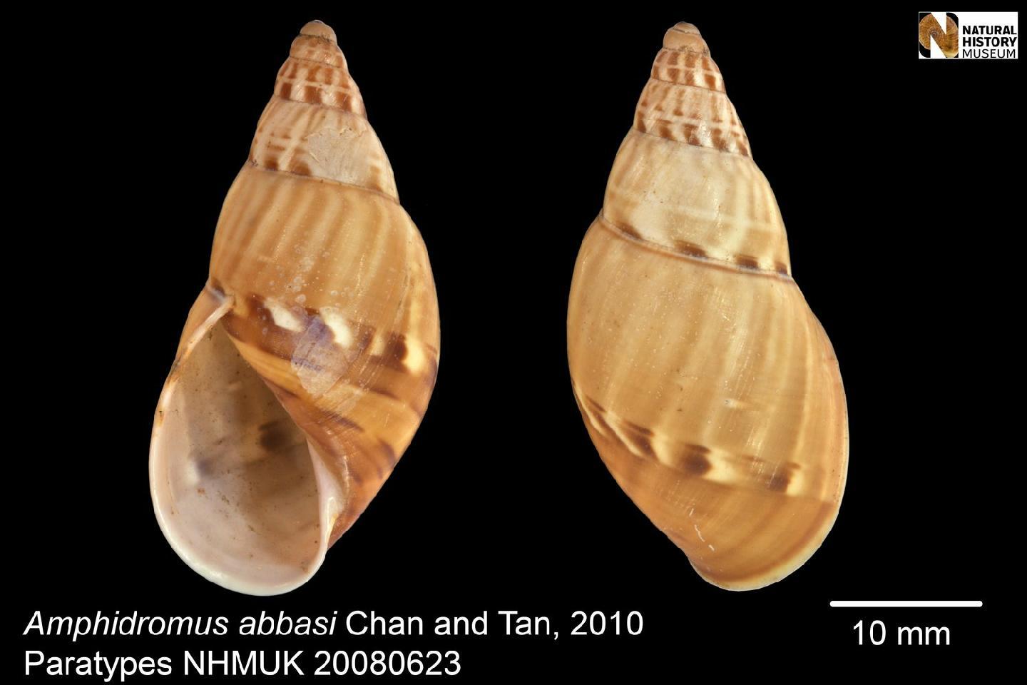 To NHMUK collection (Amphidromus (Syndromus) abbasi Chan & Tan, 2010; PARATYPE; NHMUK:ecatalogue:437813)