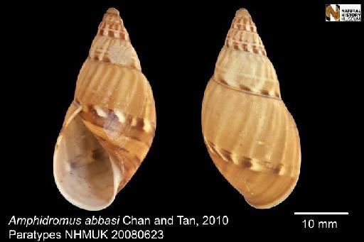 Amphidromus (Syndromus) abbasi Chan & Tan, 2010 - 20080623, PARATYPES, Amphidromus (Syndromus) abbasi Chan & Tan, 2010