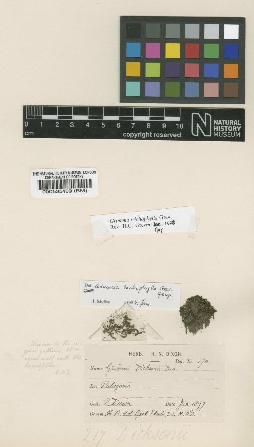 Grimmia trichophylla Grev. - BM000535469_a