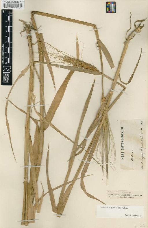 Hordeum vulgare subsp. vulgare L. - BM000060488