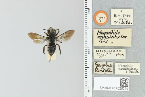 Megachile (Creightonella) angulata Smith, F., 1853 - 014026259_836017_544292-